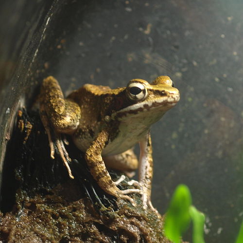 Ryukyu tip-nosed frog